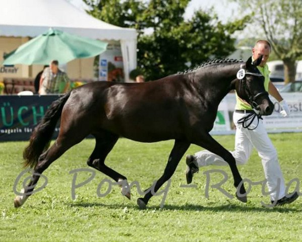 Zuchtstute Velvet (Deutsches Reitpony, 2012, von Nemax)