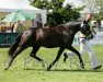 broodmare Velvet (German Riding Pony, 2012, from Nemax)