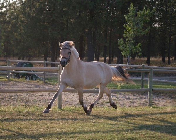 broodmare DIF Megan (Fjord Horse, 2015, from Mogly)