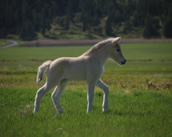 Pferd DD Tweety Bird (Fjordpferd, 2020, von Tsjalle)