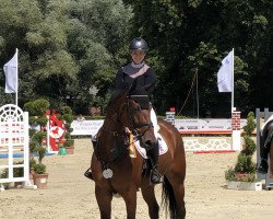 jumper Milky Way de Goedereede (Belgian Warmblood, 2012, from Elvis Ter Putte)