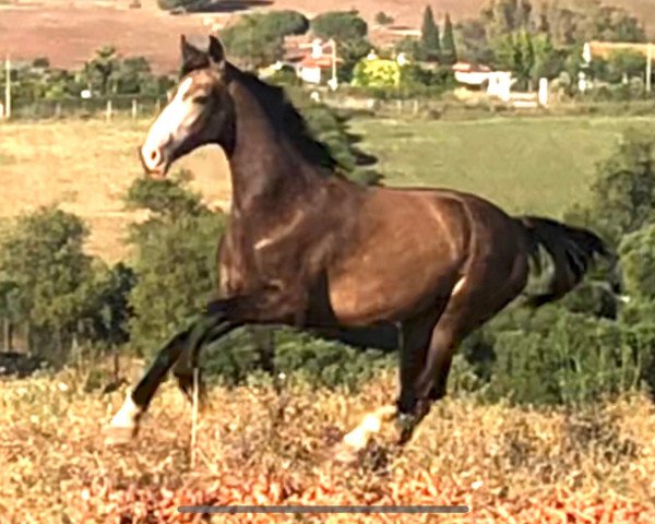 Pferd Falb Stute (Lusitano, 2017)