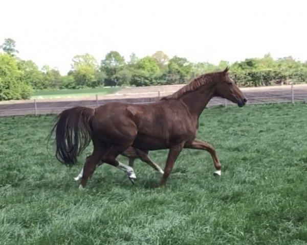 broodmare Bequeenita (Hanoverian, 2011, from Bequia)