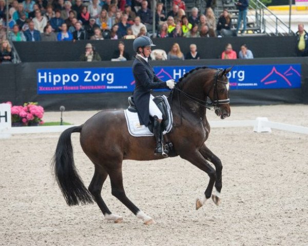 stallion Decor Vivaldo (Dutch Warmblood, 2002, from Polansky)