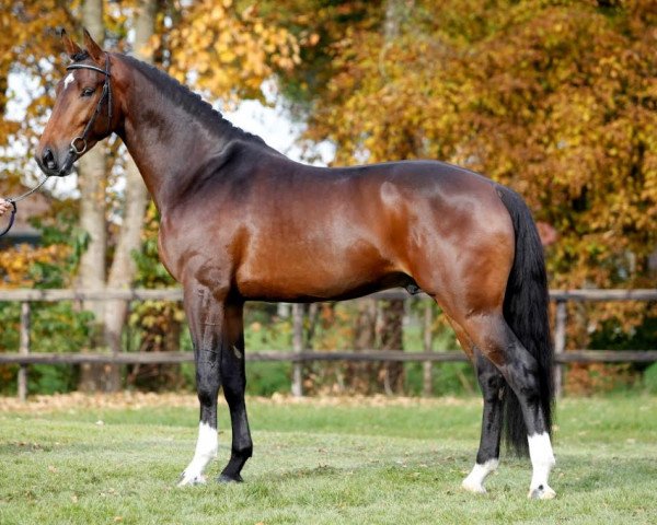 stallion Havanna II (KWPN (Royal Dutch Sporthorse), 2012, from Decor Vivaldo)