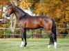 stallion Havanna II (KWPN (Royal Dutch Sporthorse), 2012, from Decor Vivaldo)