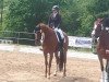 dressage horse Domino W (Württemberger, 2013, from Don Diamond)