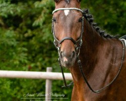 horse Magic-Empik (Polish Warmblood, 2014, from Bolshoi)