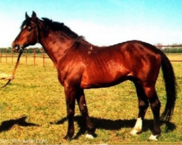 stallion Sasor (Russian Trakehner,  , from Almanach I)