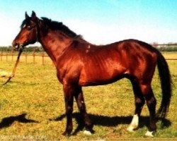 stallion Sasor (Russian Trakehner,  , from Almanach I)