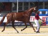 broodmare Isabella I (Holsteiner, 2016, from Pikeur Lord Fauntleroy)