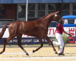 dressage horse Isabella I (Holsteiner, 2016, from Pikeur Lord Fauntleroy)