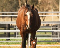 broodmare Insta Erma xx (Thoroughbred, 2013, from Pioneerof The Nile xx)