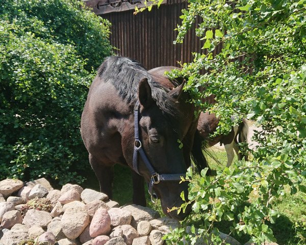 horse Napoleon (Mecklenburg, 1995, from Nepal)