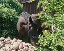 horse Napoleon (Mecklenburg, 1995, from Nepal)