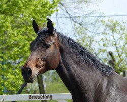 broodmare Lotte Lenya P (Oldenburg show jumper, 2002, from Latouro)