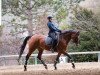 dressage horse Austria 4 (Hanoverian, 2009)