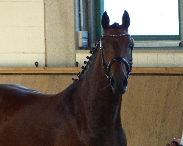 broodmare Atlanta P (German Sport Horse, 2014, from Acadius)