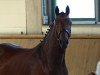 broodmare Atlanta P (German Sport Horse, 2014, from Acadius)