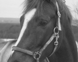 dressage horse Friendscout (Hanoverian, 2011, from Fuechtels Floriscount OLD)