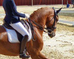 dressage horse Don Vino 3 (Swiss Warmblood, 2002, from Don William)