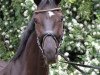 dressage horse Dublin Snug (Oldenburg, 2016, from De Niro)