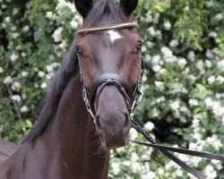 dressage horse Dublin Snug (Oldenburg, 2016, from De Niro)