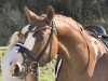 dressage horse Vilanculo (Oldenburg, 2016, from Veneno)