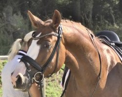 dressage horse Vilanculo (Oldenburg, 2016, from Veneno)