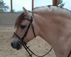 broodmare Gonny van't Oosteneind (Fjord Horse, 2005, from Eros)