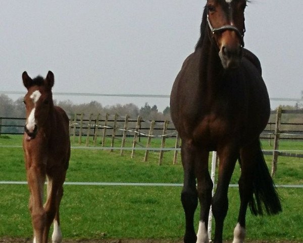 broodmare Gucci (KWPN (Royal Dutch Sporthorse), 2011, from Uphill)