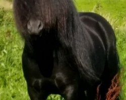 stallion Likedeelers Waltharsar (Shetland Pony, 2010, from Wargrave of shetland)