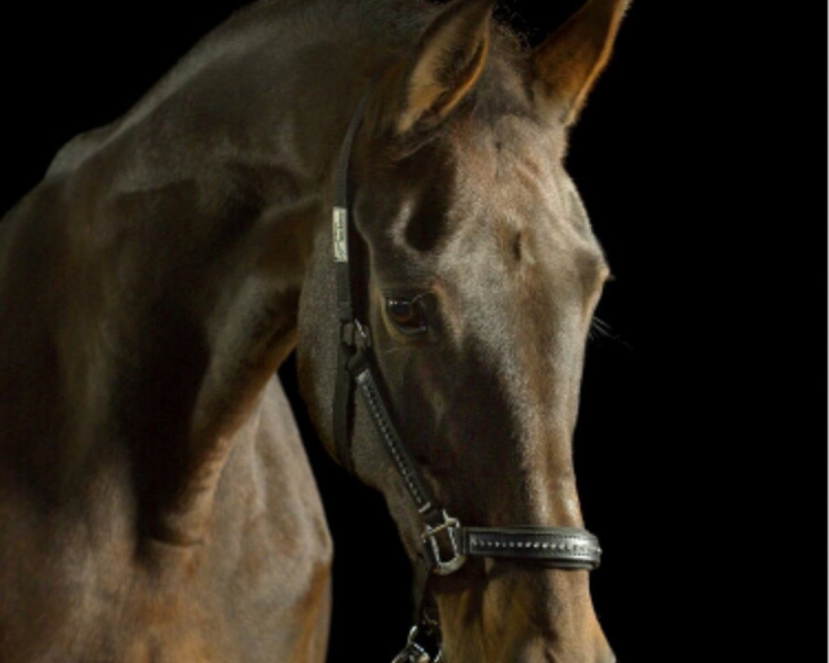 broodmare Miriam (Holsteiner, 1997, from Corofino I)