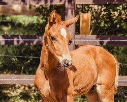 dressage horse Hengst von Bonds x Fürstenball (Hanoverian, 2020, from Bonds)