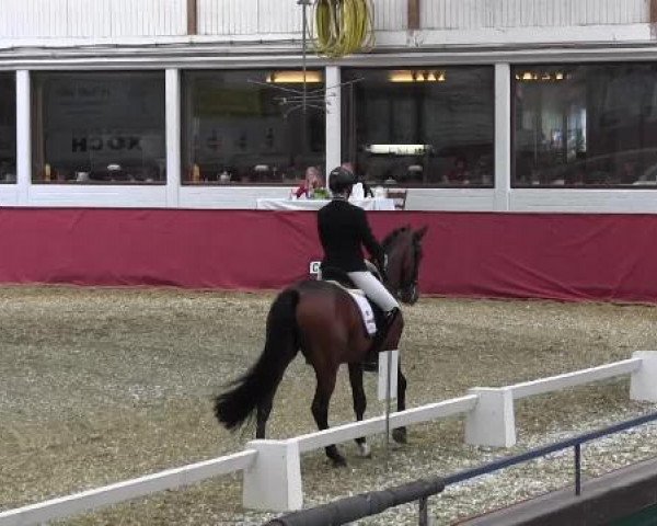 Pfingst - Dressur und Springturnier Borken 2015