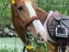 dressage horse Belinda IV CH (Freiberger, 2013, from Don Perrignon)