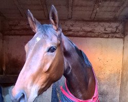 horse Lap Cat xx (Thoroughbred, 2018, from California Chrome xx)