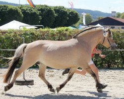 broodmare Juna (Fjord Horse, 2008, from Dexter)