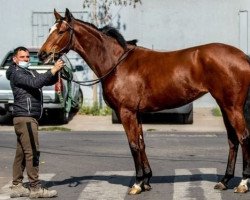 horse California Song xx (Thoroughbred, 2018, from California Chrome xx)