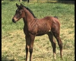 horse Stute von Erco van het Roosakker / Zirocco Blue (Holsteiner, 2020, from Erco van het Roosakker)