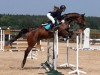 jumper Sweet Like Chocolate 6 (Oldenburg show jumper, 2014, from Stakkatol)