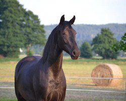 Springpferd Something Special MA (Oldenburger, 2018, von Secret)