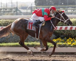 horse Princesita Chrome xx (Thoroughbred, 2018, from California Chrome xx)