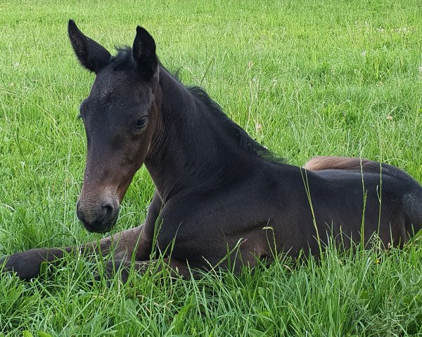 dressage horse Hengst von Dezember X Empire State (Trakehner, 2020, from Dezember)