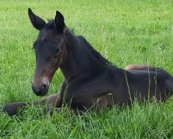 horse Hengst von Dezember X Empire State (Trakehner, 2020, from Dezember)