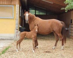 horse Pepper Woods (Trakehner, 2020, from High Motion 2)