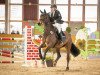 jumper Quintana 86 (German Sport Horse, 2012, from Quintus Gold)