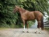 dressage horse Diva Royal (Rhinelander, 2013, from Donquestador)