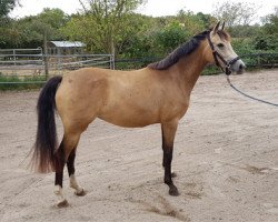 dressage horse Miss Movie (Rhinelander, 2017, from FS Mr. Right)