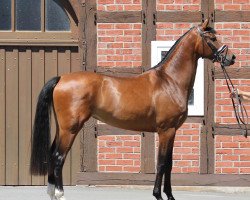 broodmare Sunny Side of Life 5 (Oldenburg, 2016, from Vivaldi)